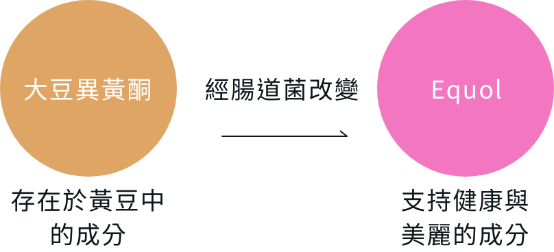 Equol 轉化機制